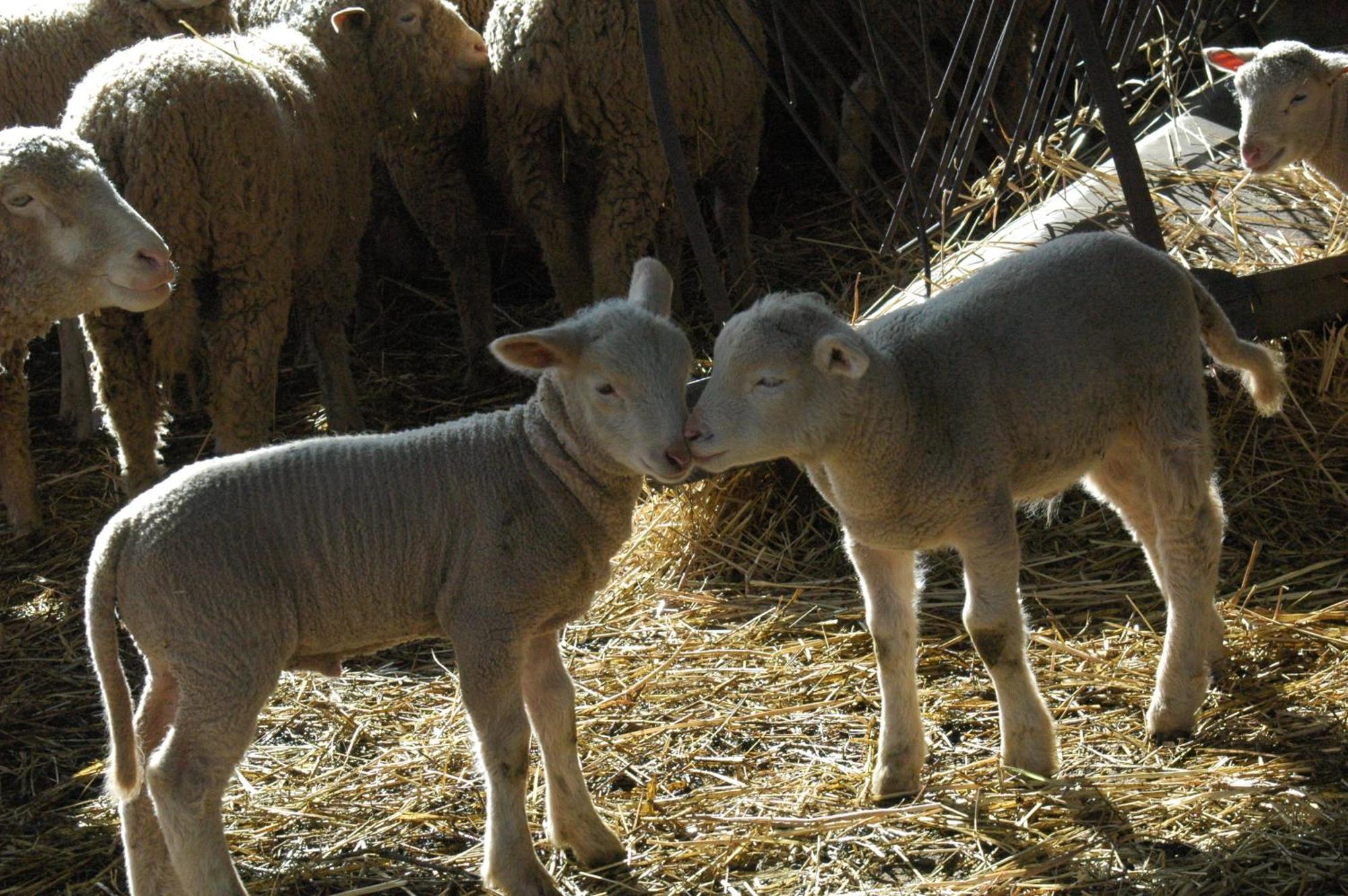 فيلا Quinta Do Vaqueirinho - Agro-Turismo Marvão المظهر الخارجي الصورة