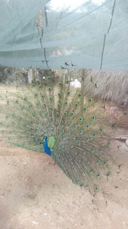 فيلا Quinta Do Vaqueirinho - Agro-Turismo Marvão المظهر الخارجي الصورة